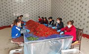 南义乡:党建引领瓜菜全产业链发展