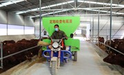 肉牛产业为乡村振兴添“牛”劲