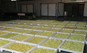 宁县金银花种植面积超过9万亩