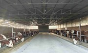宁县：发展肉牛产业 乡村振兴有“犇”头