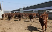 “牛”劲十足产业兴 “畜”势腾飞正当时 ——宁县肉牛产业发展工作综述