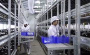 宁县食用菌产值超过1530万元