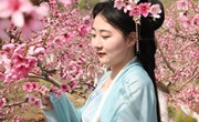 宁县200多亩桃花竞相绽放 “美丽”经济助农增收