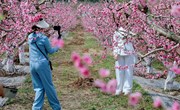 【组图】桃花绽放春意浓 踏青赏花正当时