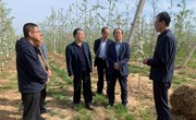 县人大视察苹果产业发展情况
