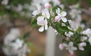 宁县：苹果花海醉游人