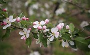 大美宁县：人间四月芳菲尽 苹果花开醉游人