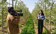 中央广播电视总台甘肃总站走进宁县开展苹果产业直播活动