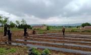 宁县：新庄镇全面掀起金银花栽植热潮