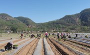 湘乐辣椒栽植忙 助农增收促振兴