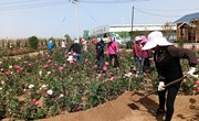 中村镇：种花植绿添美景 绘就乡村新画卷
