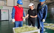 国网宁县供电公司：供电情深护金花 安全用电显担当