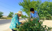 春荣镇金银花开始采摘
