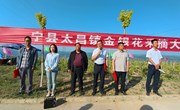太昌镇金银花采摘大赛成功举办