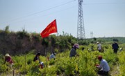 太昌镇组织新时代文明志愿者助力金银花采摘