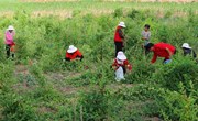 【组图】早胜镇：金银花开“金银来”