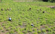 早胜镇：栽植金银花铺就“富民路”