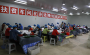 宁县金农公司车厘子迎来成熟采摘季