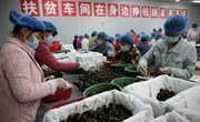 宁县：火红车厘子结出乡村振兴“致富果”
