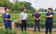 段登云督查调研北川万亩绿色瓜菜基地建设
