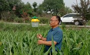宁县农技中心：抓好病虫害防治 确保粮油安全