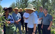 常文洲调研指导宁县苹果采摘销售情况
