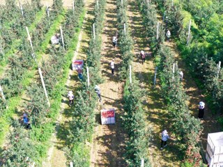 宁县：早熟苹果“嘎啦”进入采摘季