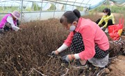 春荣镇：金银花秋季栽植管护火力全开