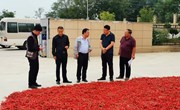 湖北襄阳望家欢农产品供应链有限公司到宁县考察瓜菜产业
