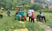 金村乡：西葫芦变身“金葫芦”