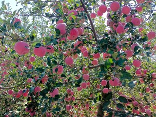 宁县：小苹果成为增收致富大产业