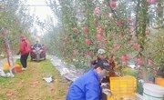 太昌镇： 苹果丰收奏响集体经济增收乐章