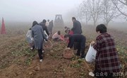 瓦斜乡原沟村： 小土豆促进集体经济大增收