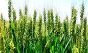 今年我县粮食产量达24.95万吨