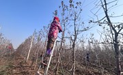 中村镇：果树修剪正当时 产业振兴蕴新篇