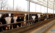 【新春走基层】宁县：肉牛养殖“蓄”势勃发 群众致富“犇”劲十足