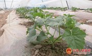 宁县：甜瓜产业旺 群众日子甜