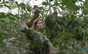 宁县：设施农业“蔬”写乡村振兴新“答卷”