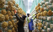 太昌镇：滑子菇喜获丰收 绘就乡村振兴新图景