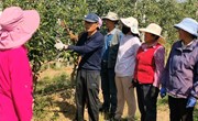 宁县：苹果园里疏果忙 金秋丰收有希望