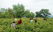 金银花开“金银”来