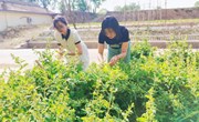太昌镇：金银花采摘季 奏响丰收致富曲