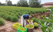 宁县南义乡黄花菜为农民增收300万元