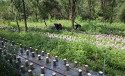 宁县宋庄村：“林下黑金”喜丰收 小木耳撑起“致富伞”