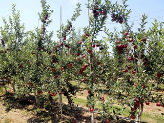 小苹果“链”出大产业 ——宁县纵深推进苹果产业提质增效