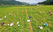 湘乐镇：党建强引领产业红 小辣椒助力乡村兴