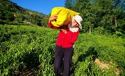 宁县：“小辣椒”“撬动”乡村振兴大产业