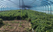 中村镇积极推进秋季金银花管护栽植工作