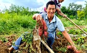 宁县春荣镇：红薯丰收“甜蜜蜜” 特色产业添活力
