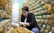 宁县：食用菌产业“多点开花”乡村振兴“菇”舞人心